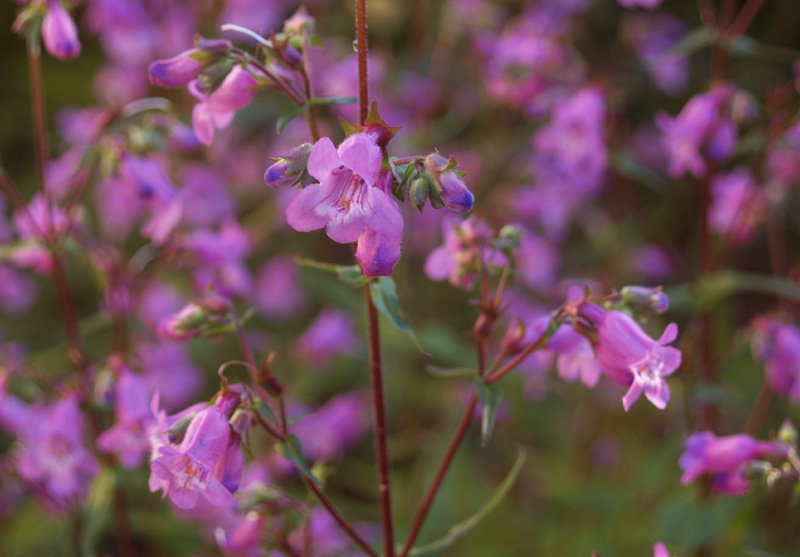 Gulf penstemon