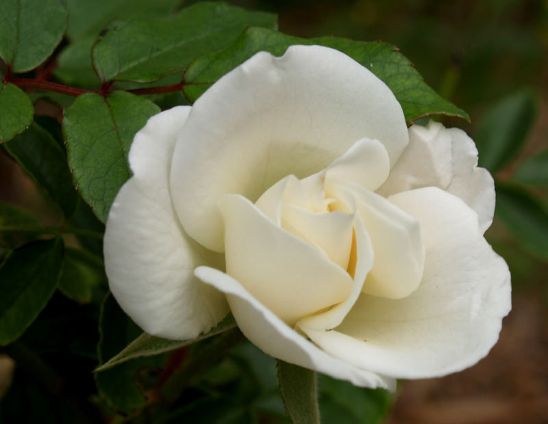 Iceberg rose