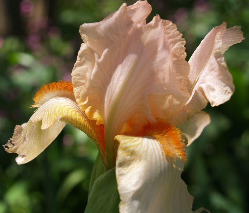 Apricot bearded iris