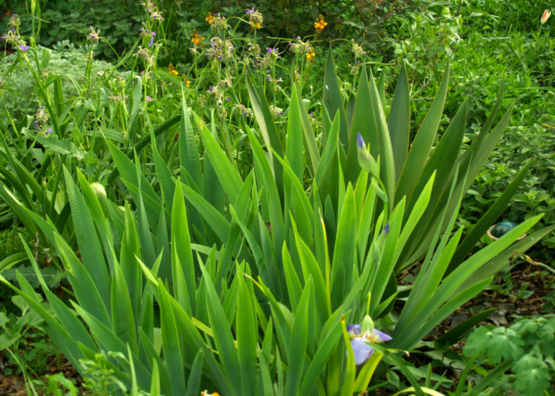 Bearded iris foliage