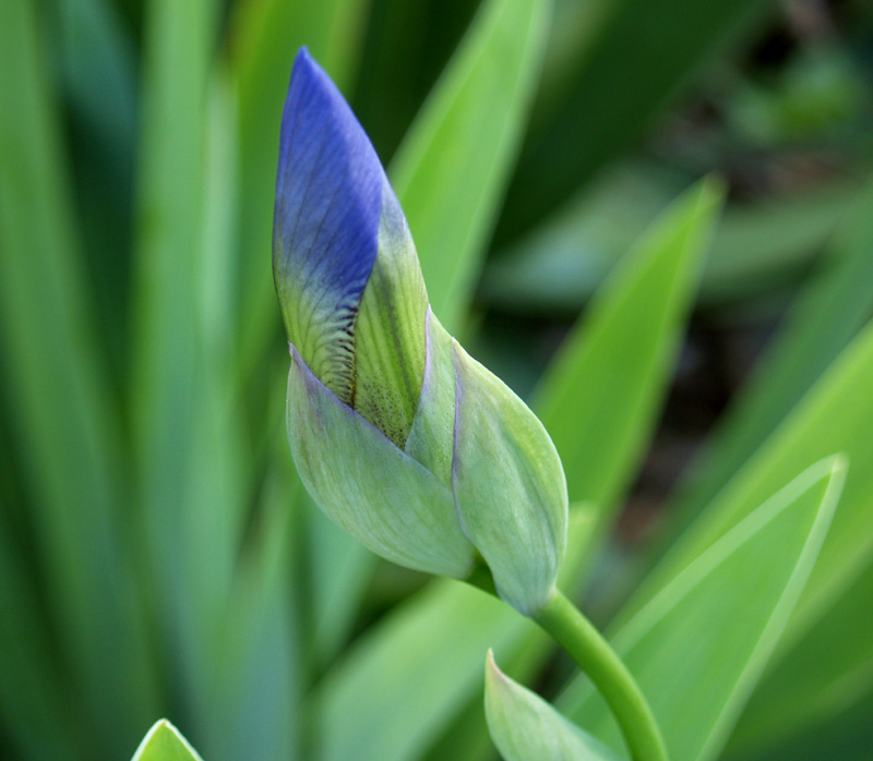 Bearded iris bud