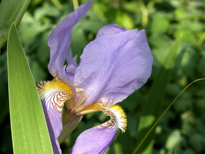 Bearded iris lavender
