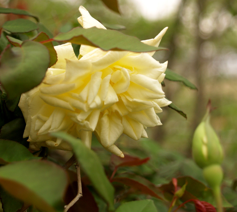 Rose Isabella Sprunt Isabella Sprunt rose