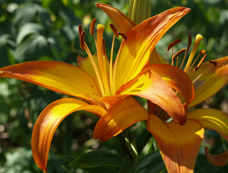 Lillium 'Linda'