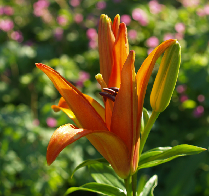 Lily Linda Lily 'Linda'