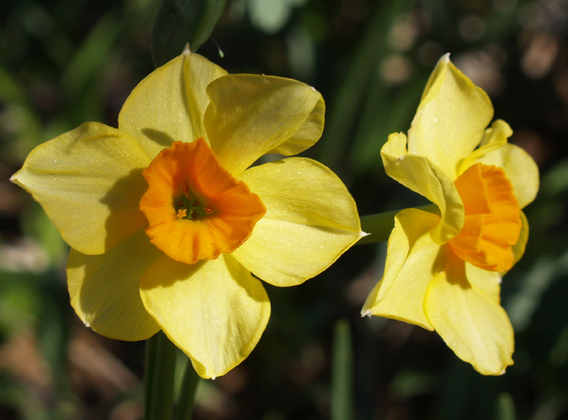 Narcissus Falconet