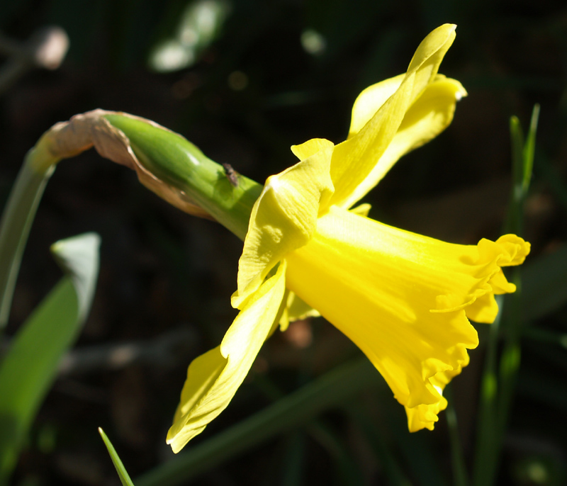 Narcissus Gigantic Star