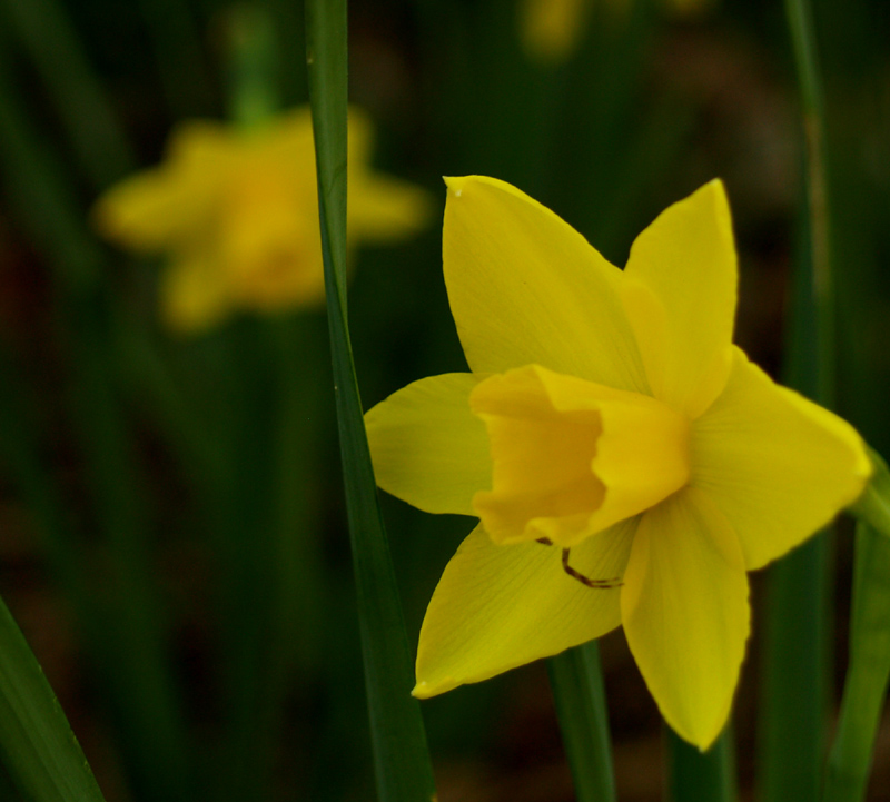 Narcissus Sweetness