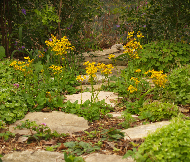 Golden groundsel  Packera obovata