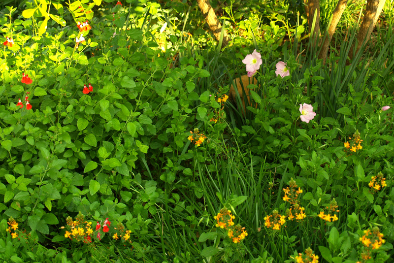 Pink evening primrose