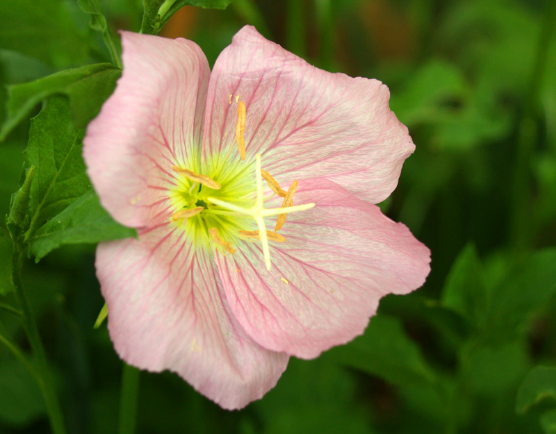 Pink evening primrose