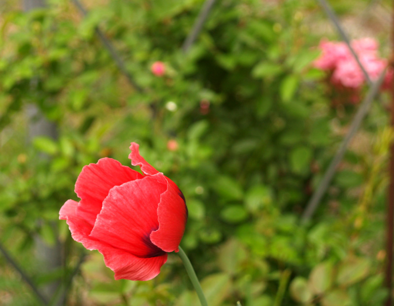 Pink poppy, Peggy Martin rose