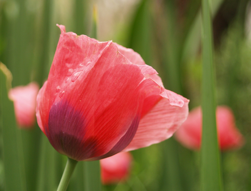 Pink poppy 