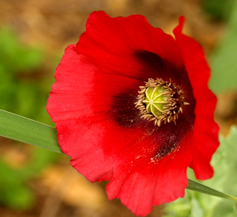 Red poppy