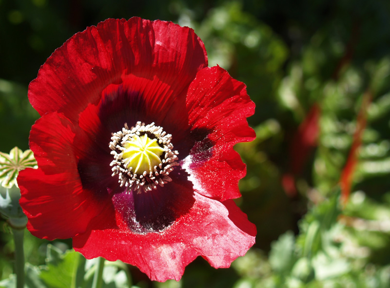 Red poppy and Swiss chard Red poppy and Swiss chard