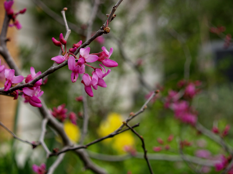 Mexican redbud