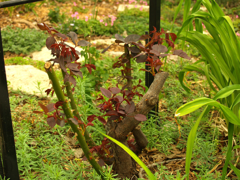 Buff Beauty rose new leaves