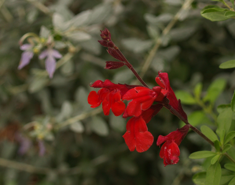 Salvia greggii and silver germander