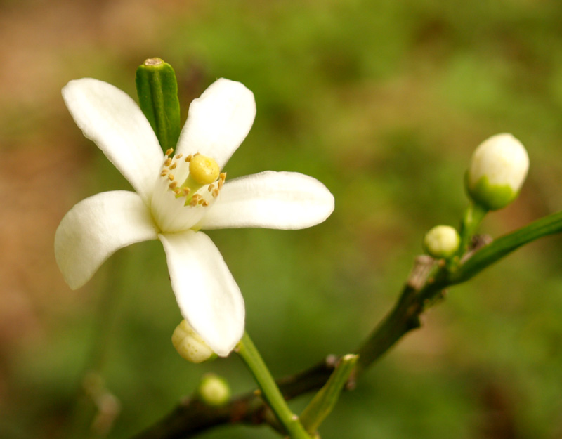 Satsuma orange flower