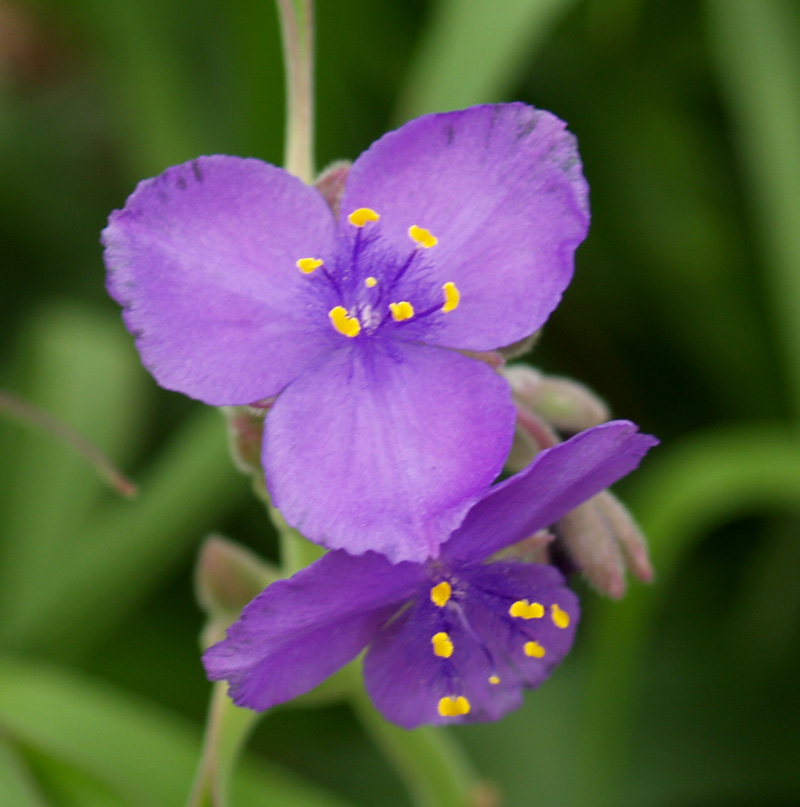 Spiderwort blue 