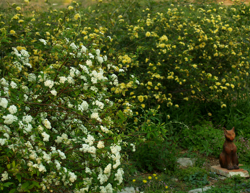 Spiraea and Lady Banks rose