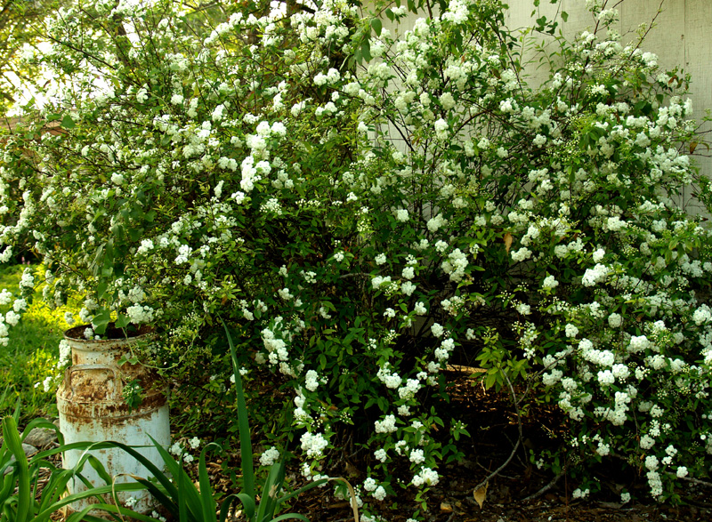 Spiraea with milk can 