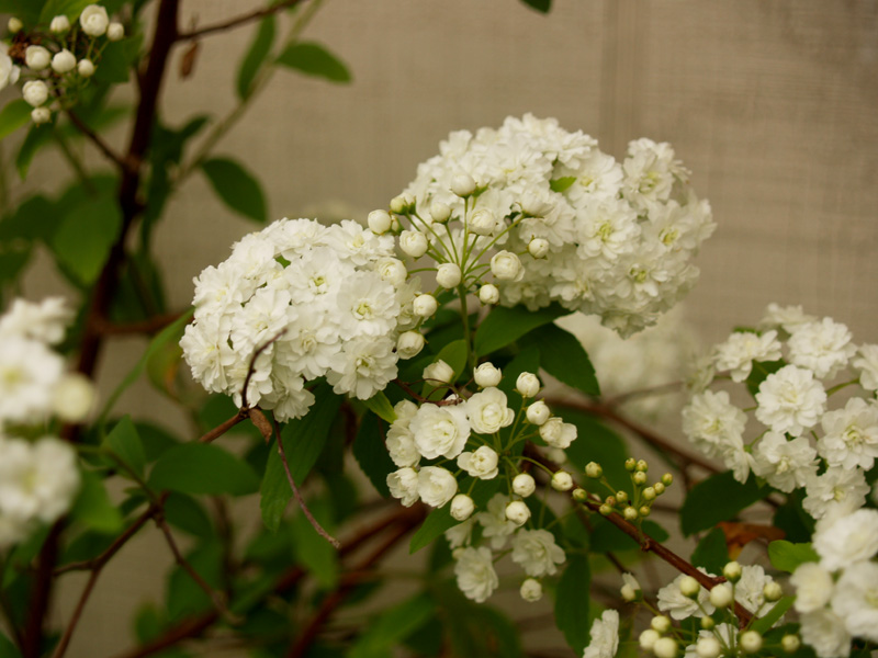 spiraea Spiraea