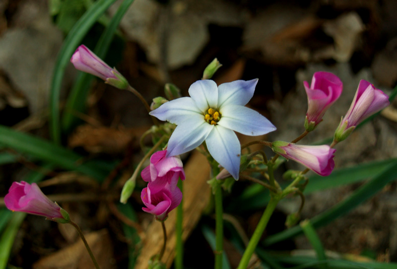 Spring starflower Ipheon uniflorum