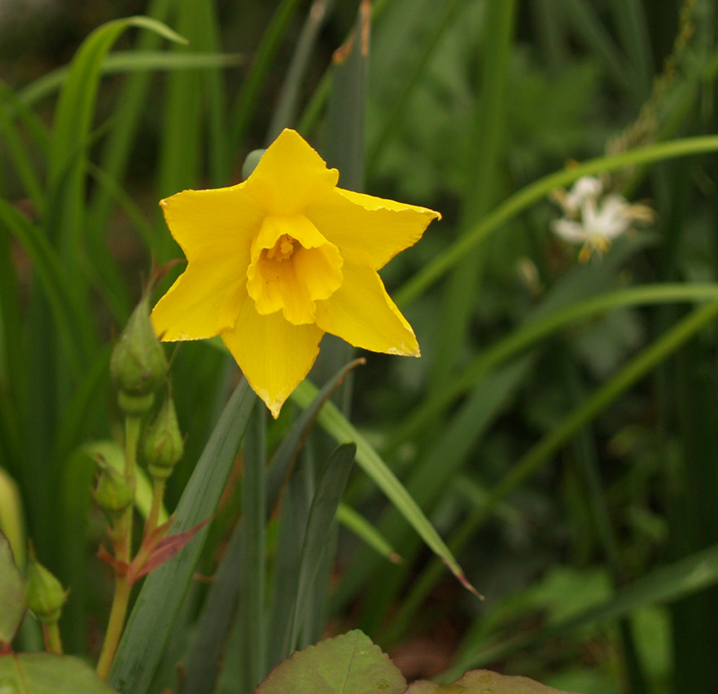 Sweetness narcissus