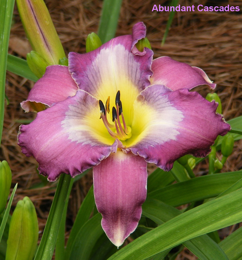 Abundant Cascades daylily