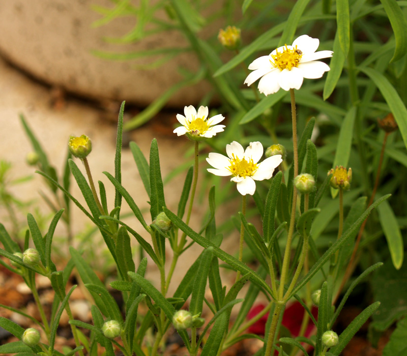 Blackfoot daisy