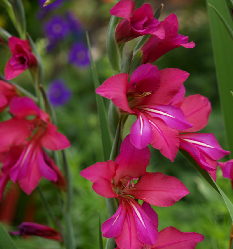 Byantine gladiolous