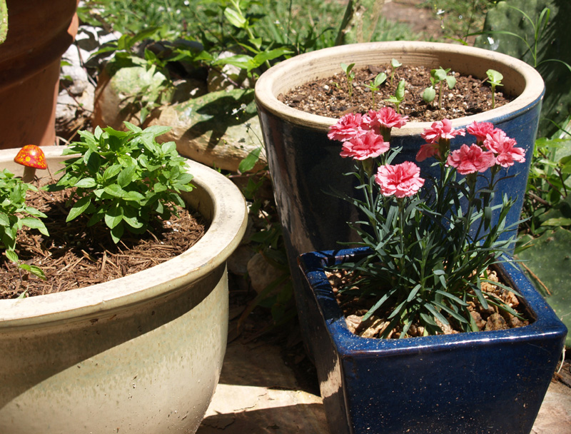 Carnations, spicy globe basil, zinnia seedlings in pots