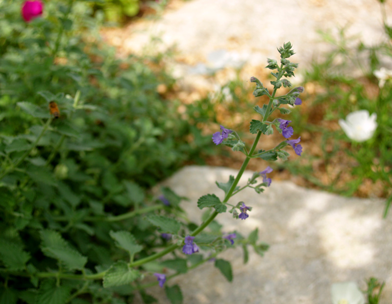 Catmint in garden