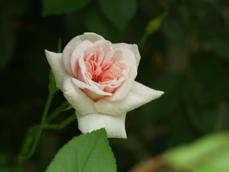 Cecile Brunner rose Cecile Brunner rose