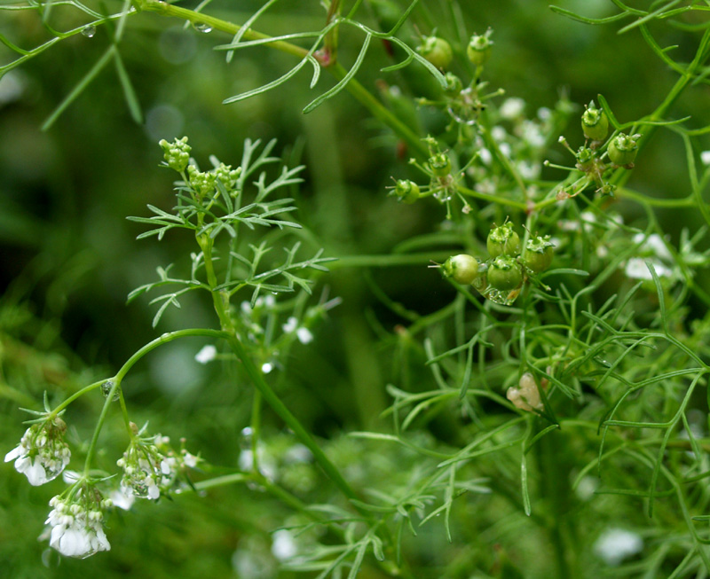 Cilantro going to seed Cilantro going to seed