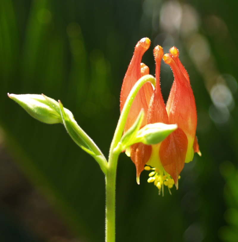 Columbine canadensis