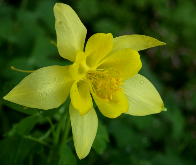 Columbine Denver Gold 