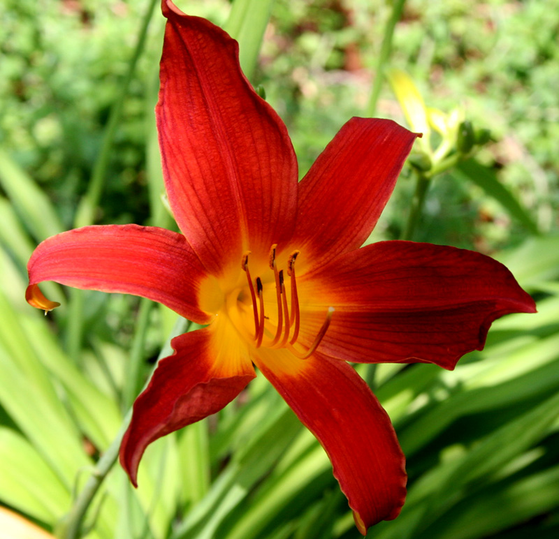 Daylily daylily