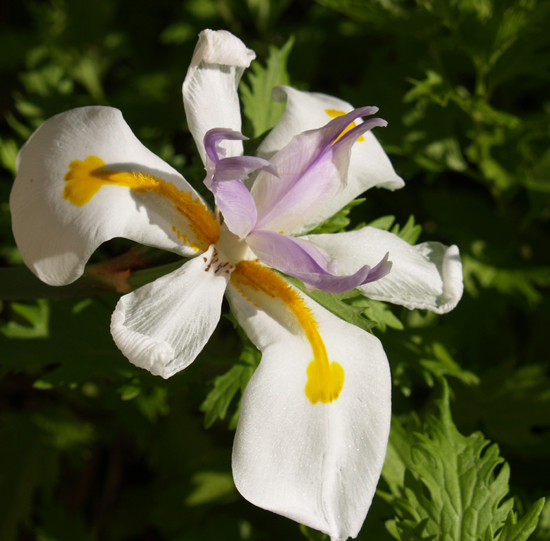 Dietes grandiflora
