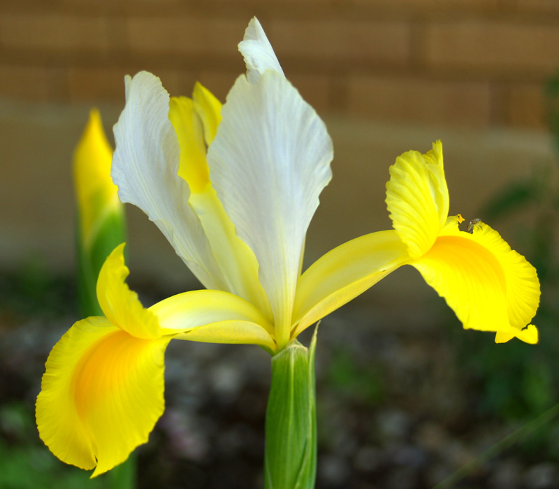 Dutch iris yellow and white