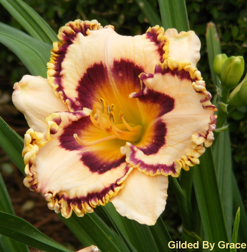 Gilded by Grace daylily