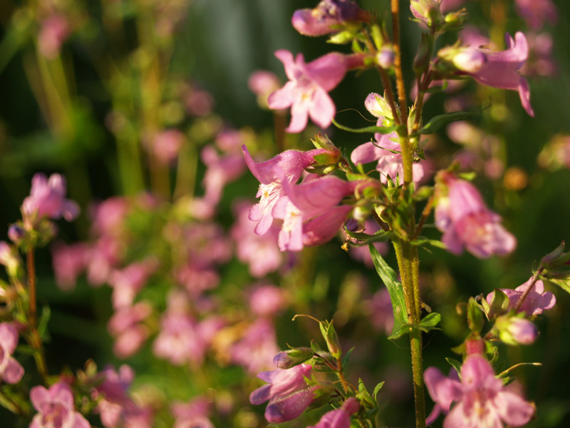 Gulf penstemon