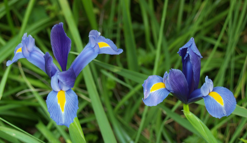 Dutch iris lavender duo 