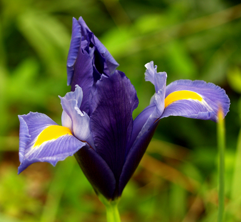 Purple Dutch iris