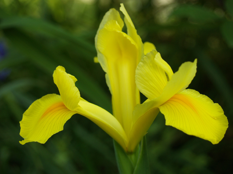 Yellow Dutch iris
