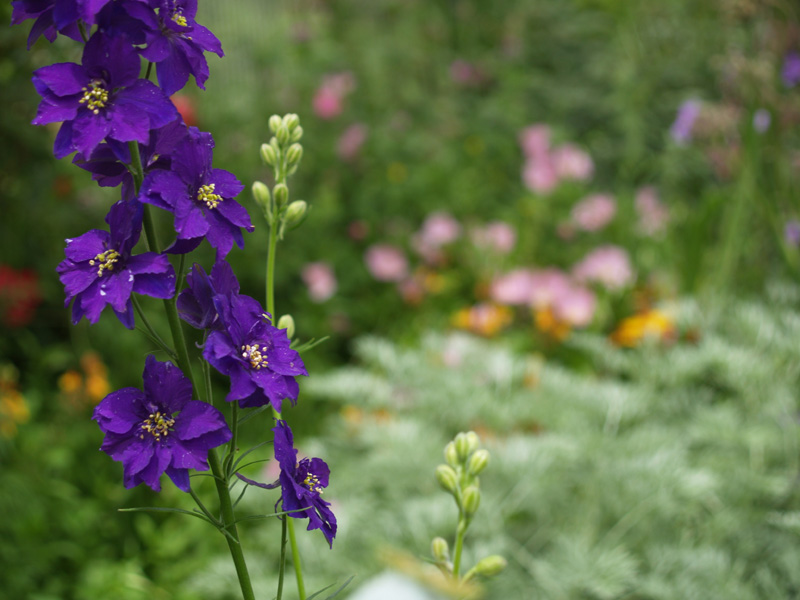 Larkspur, artemesia