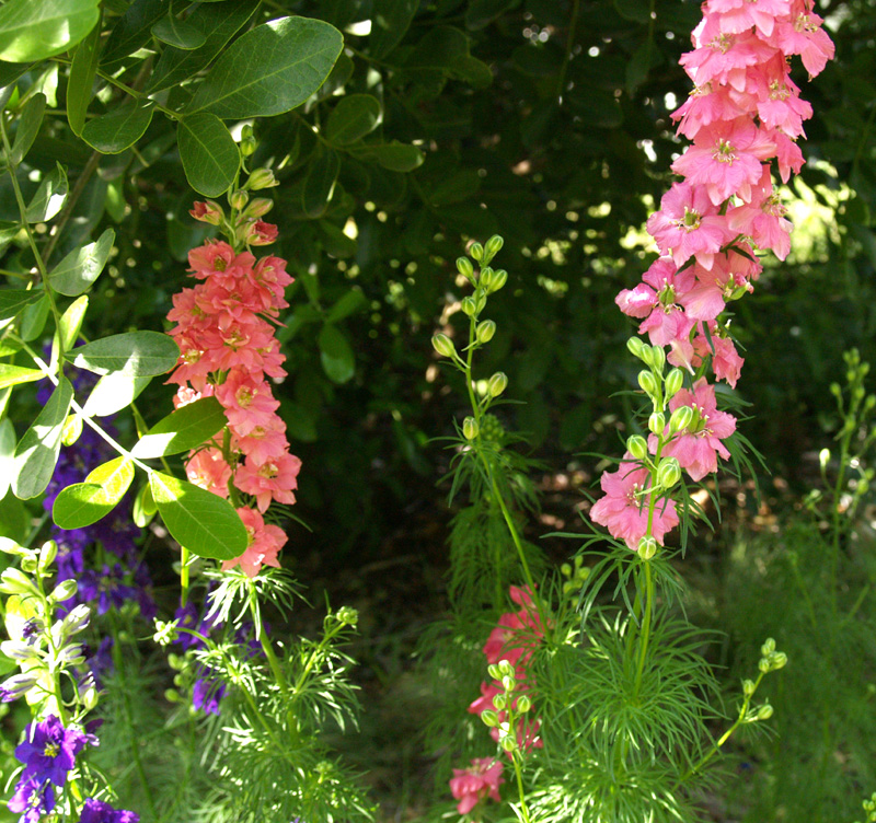 Larkspur pink and purple