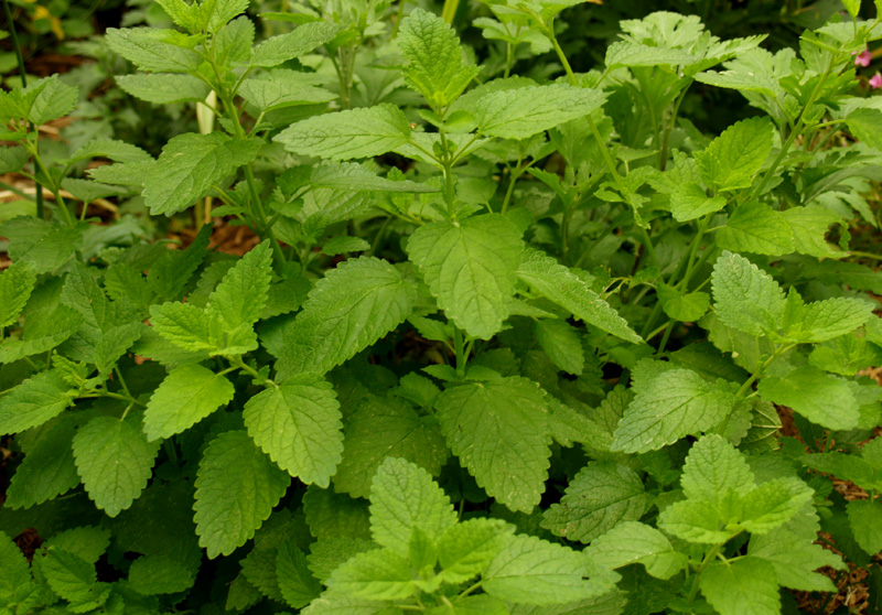 Lemon balm