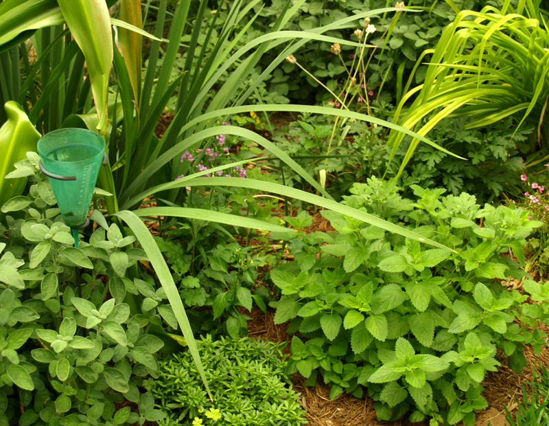 Lemon balm with dicliptera, spuria iris, iberis and crinum 